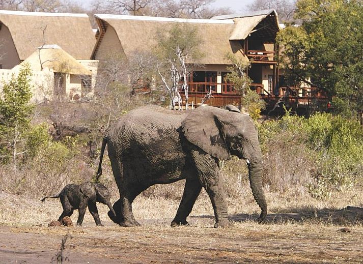 Guest house 2626801 • Holiday property Mpumalanga • Elephant Plains Game Lodge 