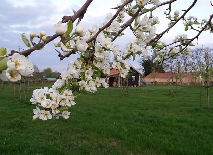 Verblijf 386201 • Vakantiewoning Noord Limburg • Vakantiehuisje in Grashoek 