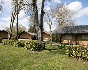 Guest house 321529 • Tent house Veluwe • Safaritent 6 persoons 