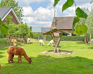 Guest house 434003 • Holiday property Noordoost Brabant • Alpacafarm Vorstenbosch 